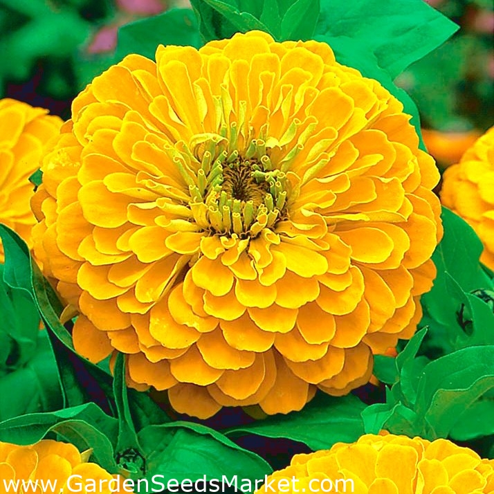 ダリア開花百日草 黄金の夜明け 黄色 108種子 Zinnia Elegans シーズ Garden Seeds Market 送料無料