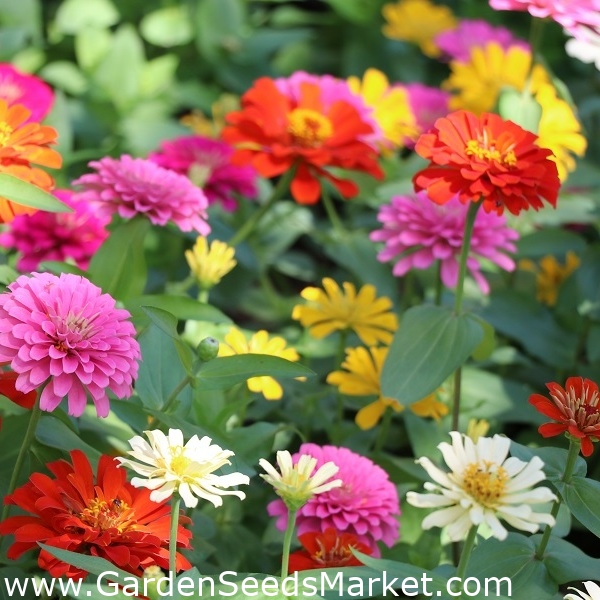 Home Garden Dwarf Common Zinnia Youth And Age Pepito For Indoor And Balcony Cultivation 60 Seeds Garden Seeds Market Free Shipping