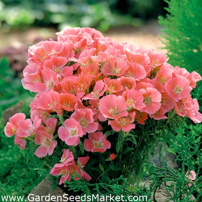 さらば春の オレンジグローリー ゴデチア 1350種子 Godetia Grandiflora シーズ Garden Seeds Market 送料無料