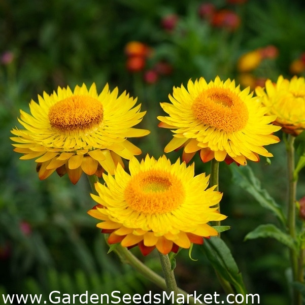 Inmortal Siempreviva - amarillo - 1250 semillas - Xerochrysum bracteatum –  Garden Seeds Market | Envío gratis