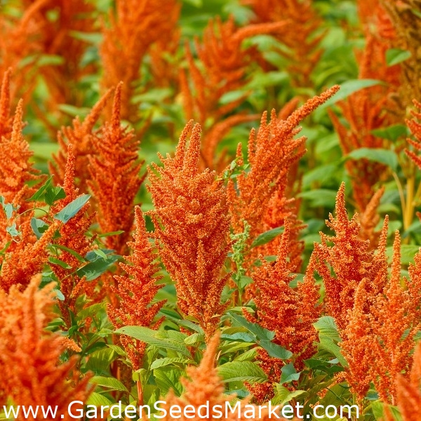 Krvný amarant "bronz"; Fialový amarant, červený amarant, princovo perie,  mexický amarant - 700 semien - - semená – Garden Seeds Market | Doprava  zdarma