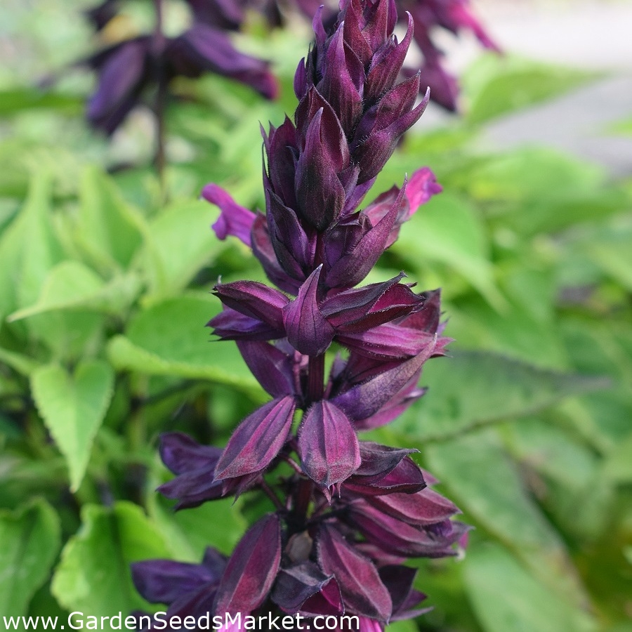 Praktsalvia Violett 84 Fron Salvia Splendens Garden Seeds Market Gratis Frakt