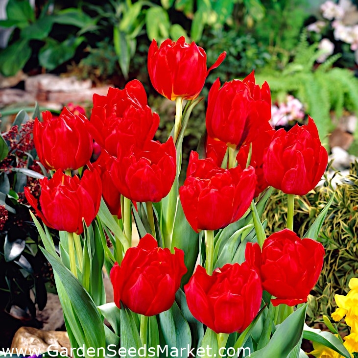Tulipa Abba - Tulpe Abba - 5 Zwiebeln – Garden Seeds Market | Kostenloser  Versand