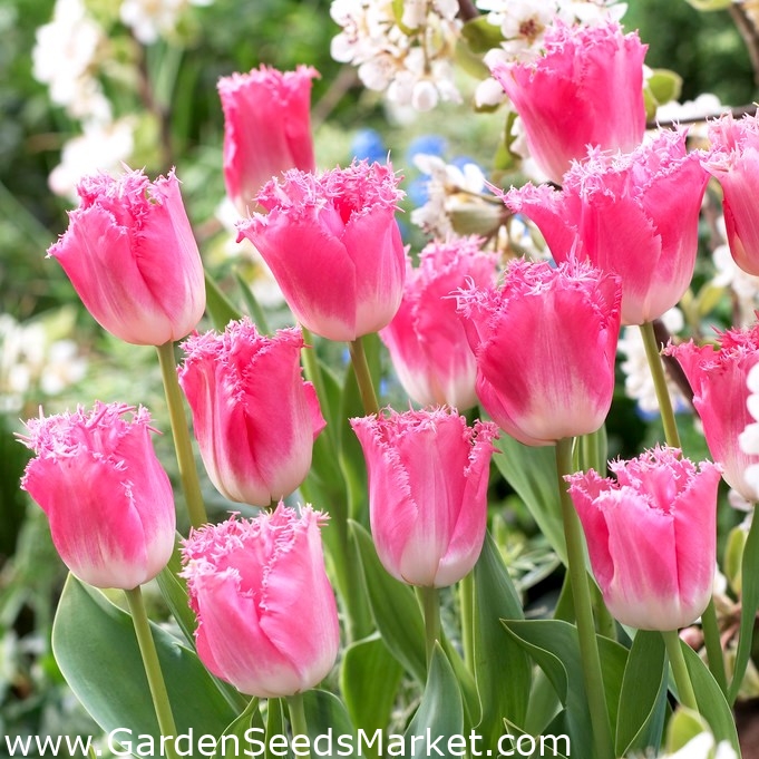 Tulip 'Fancy Frills' - pacote grande - 50 pcs - – Garden Seeds