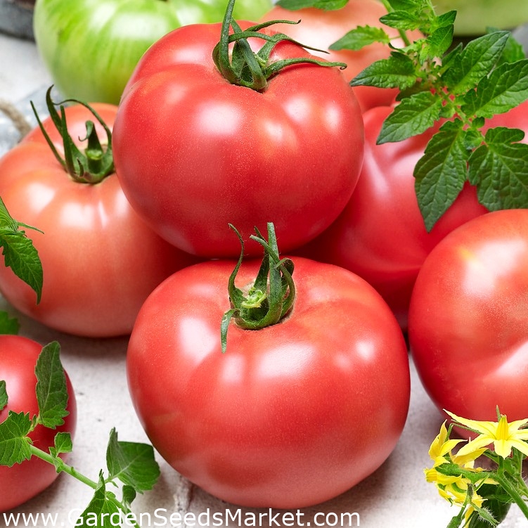 Tomate - Aurora Torunska - 200 graines - Lycopersicon esculentum Mill –  Garden Seeds Market | Livraison gratuite