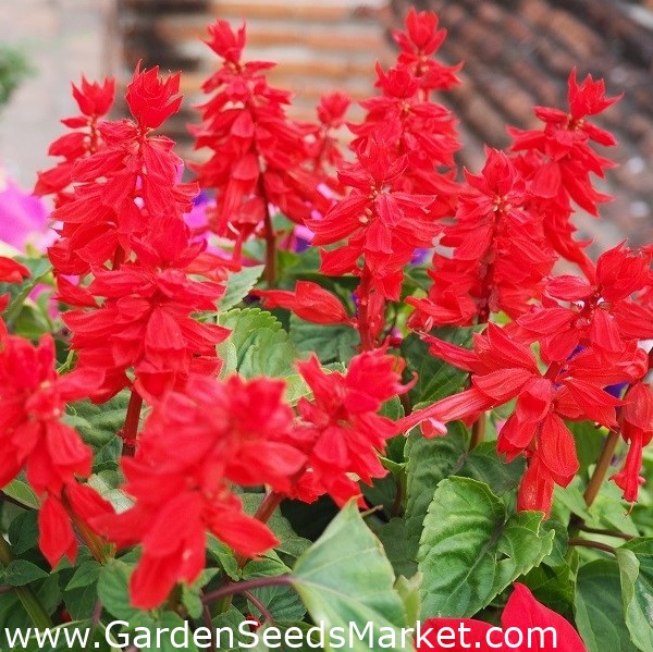 Car色のセージ ピッコロ 低成長の赤い花の品種 トロピカルセージ Garden Seeds Market 送料無料