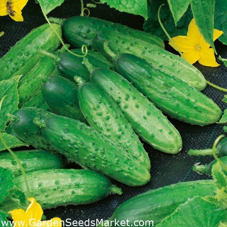 Oгурец Prymus - Cucumis sativus - Prymus - семена – Garden Seeds Market ...