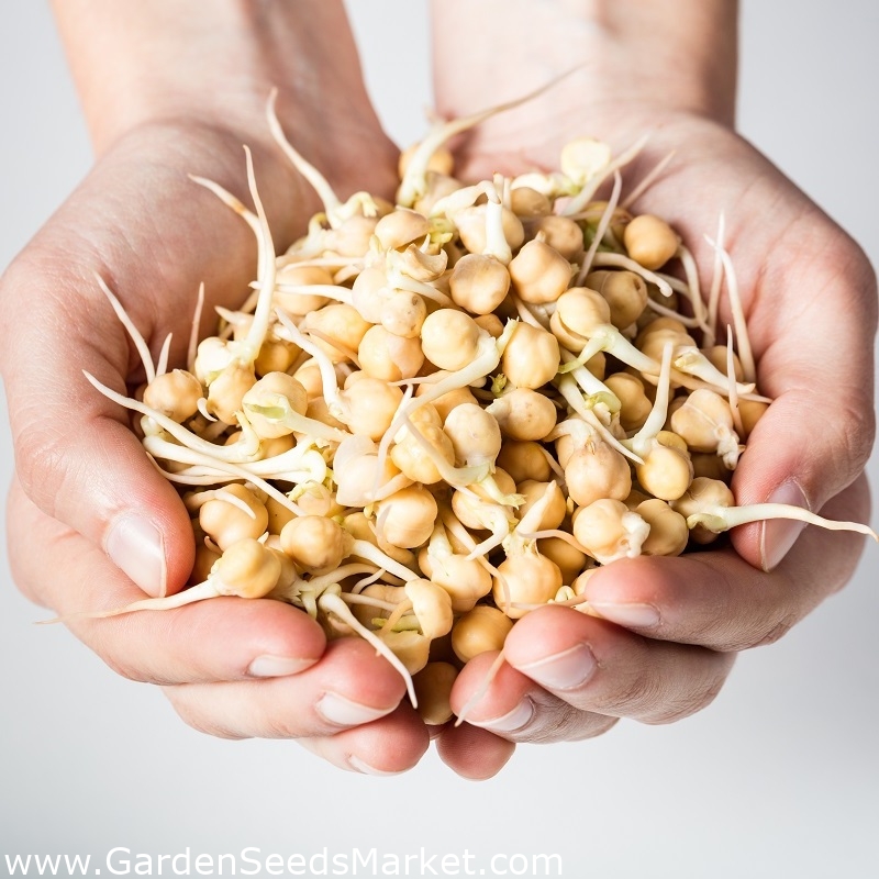 BIO spirende frø - kikerter - sertifiserte organiske frø; garbanzo - –  Garden Seeds Market | Gratis frakt