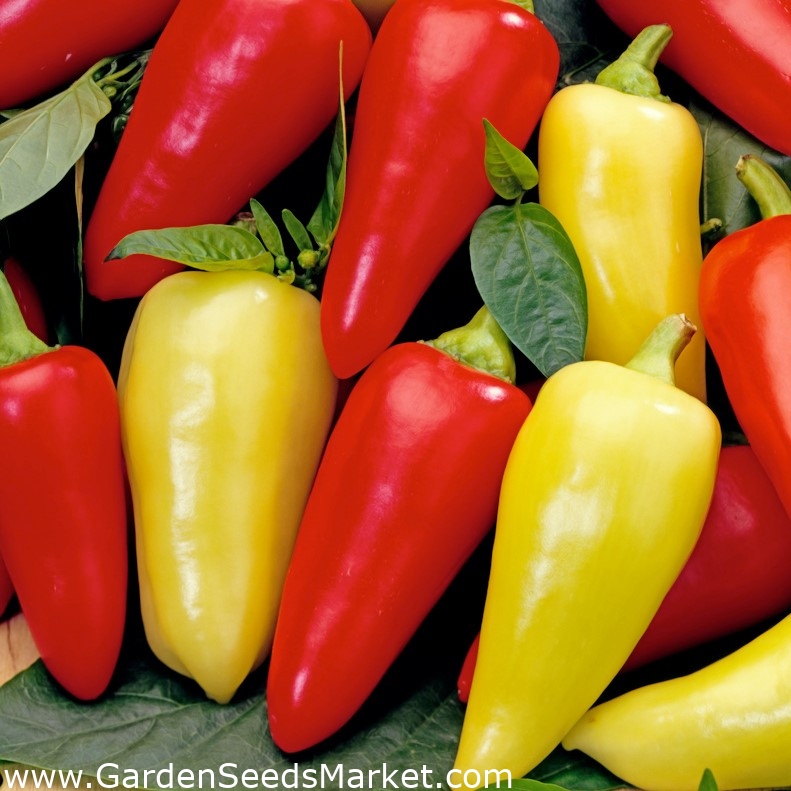 Paprika "Monanta" - predĺžená, ostrohranná, červená, žlto-červená alebo  žltá odroda na pestovanie polí a tunelov - Capsicum L. - semená – Garden  Seeds Market | Doprava zdarma