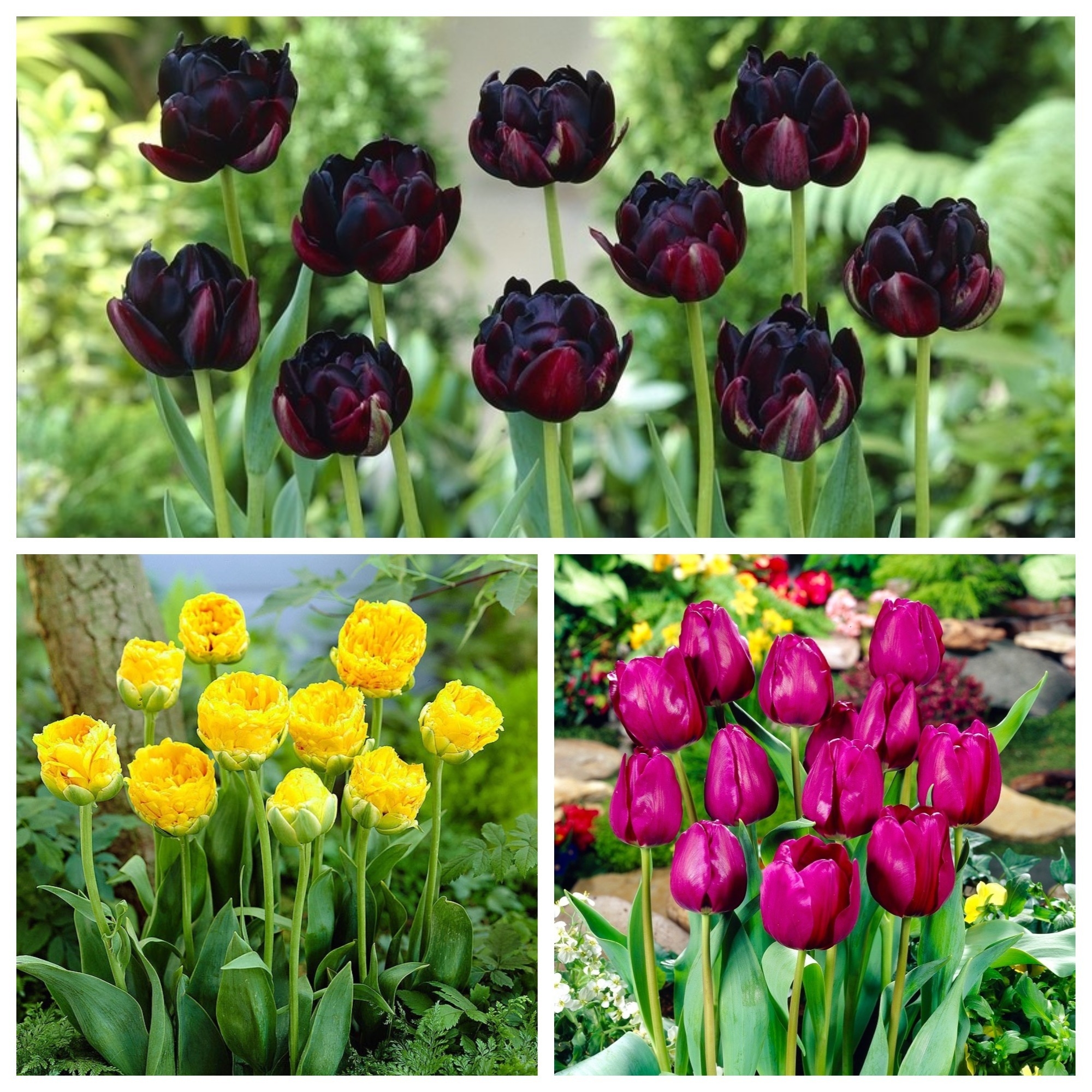Cuba Libre - conjunto de 3 variedades de tulipanes - 30 piezas – Garden  Seeds Market | Envío gratis
