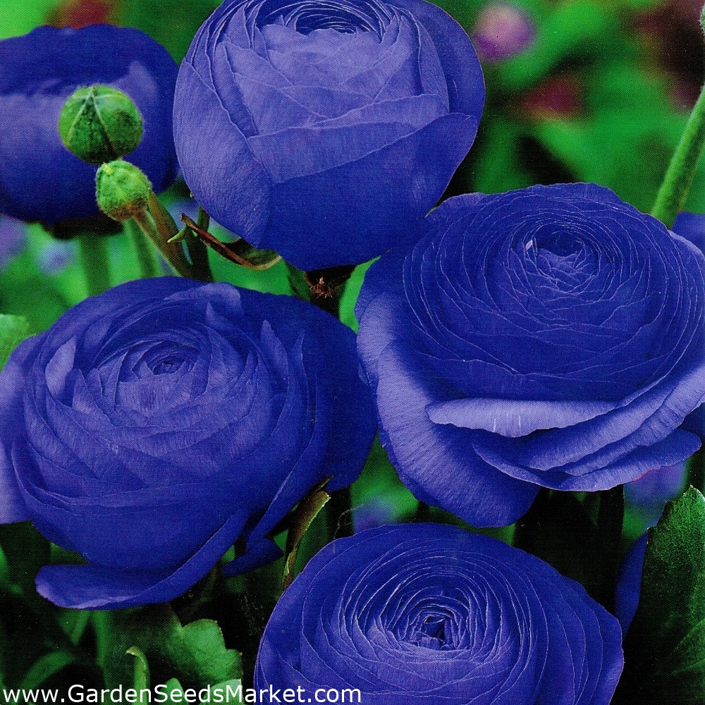 Renoncule bleue - Grand pack! - 100 pièces – Garden Seeds Market |  Livraison gratuite