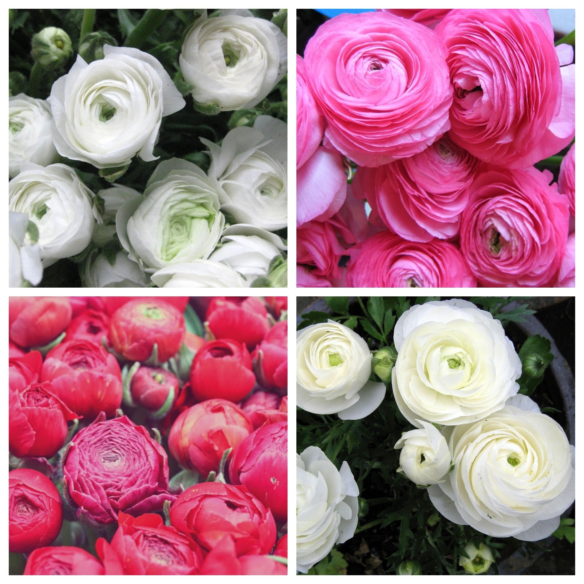 Renoncule rose + renoncule blanche - 100 pcs. – Garden Seeds Market |  Livraison gratuite
