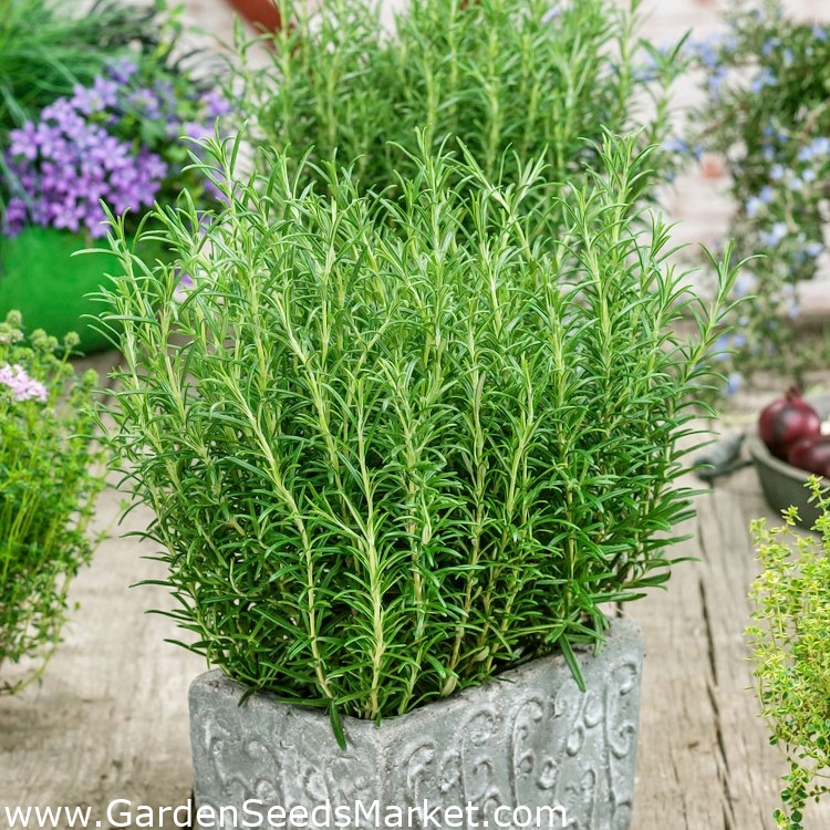 Fines herbes-Suffolk Herbes-Romarin Graines-Rosmarinus officinalis-paquet illustré Fines herbes-Suffolk Herbes-Romarin Graines-Rosmarinus officinalis-paquet illustré