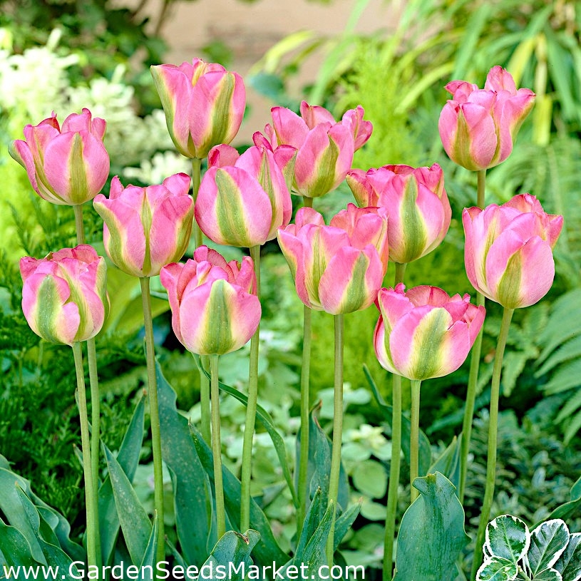 Tulipa Grónsko - Tulipán Grónsko - 5 květinové cibule - Tulipa Groenland –  Garden Seeds Market | Doprava zdarma