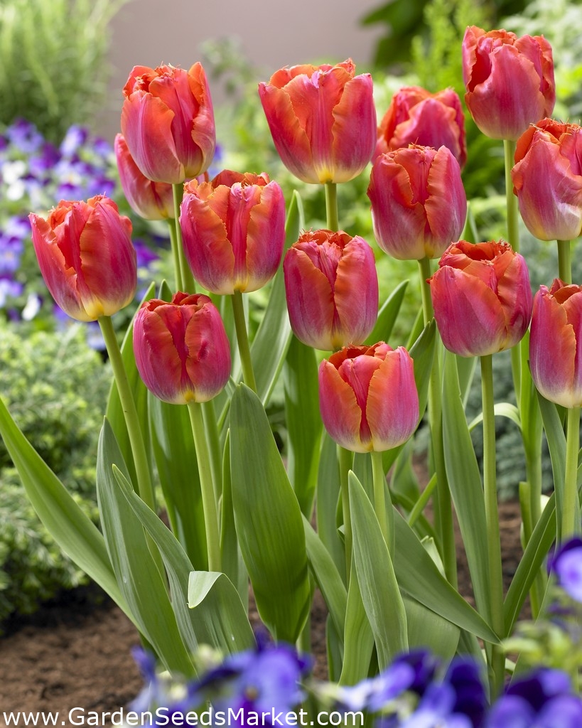 Tulipa Miami Sunset - Tulip Miami Sunset - 5 lampu – Garden Seeds