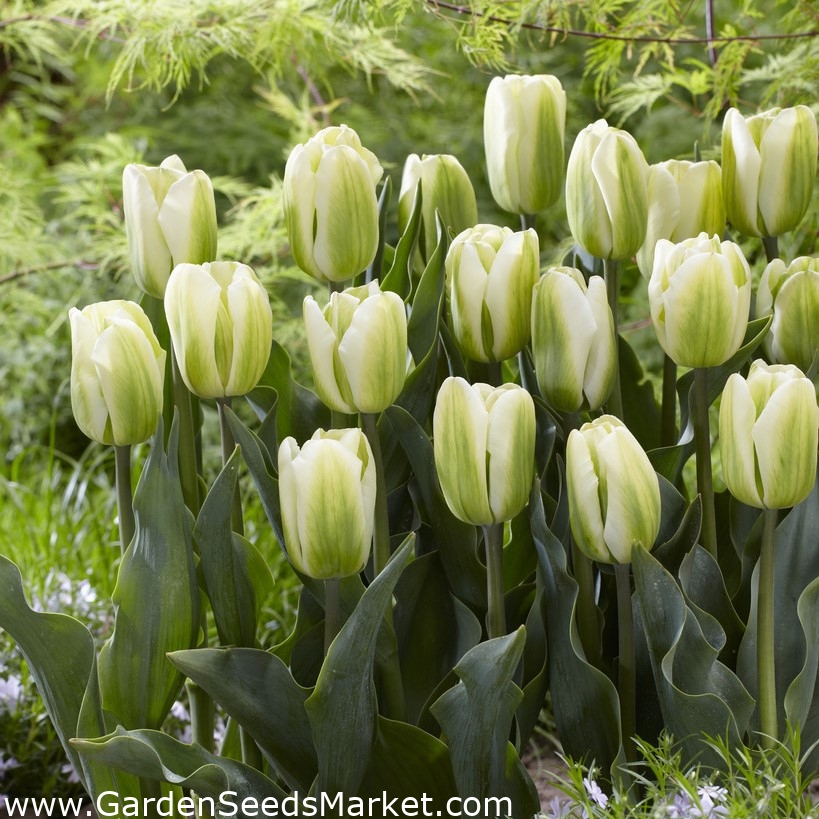 Tulipa Spring Green Tulip Spring Green 5 bulbs Garden Seeds