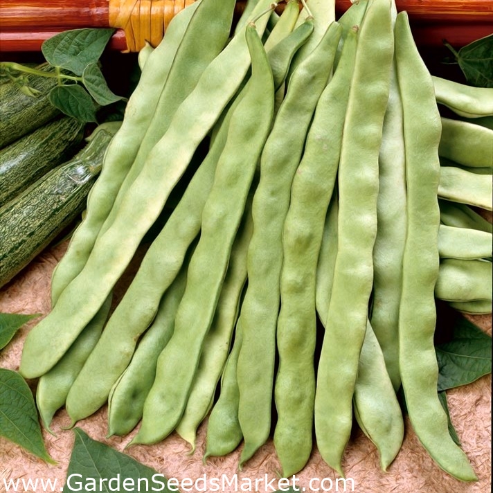 Зелен френски боб "Marconi Nano" - плоски шушулки - Phaseolus vulgaris L. -  семена – Garden Seeds Market | Безплатна доставка