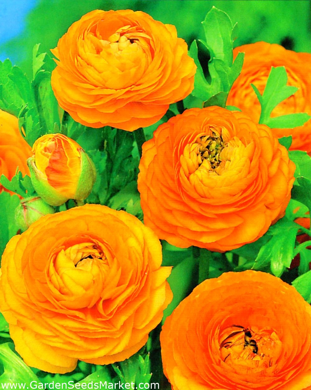 Bouton d'or orange - Grand pack! - 100 pièces – Garden Seeds Market |  Livraison gratuite