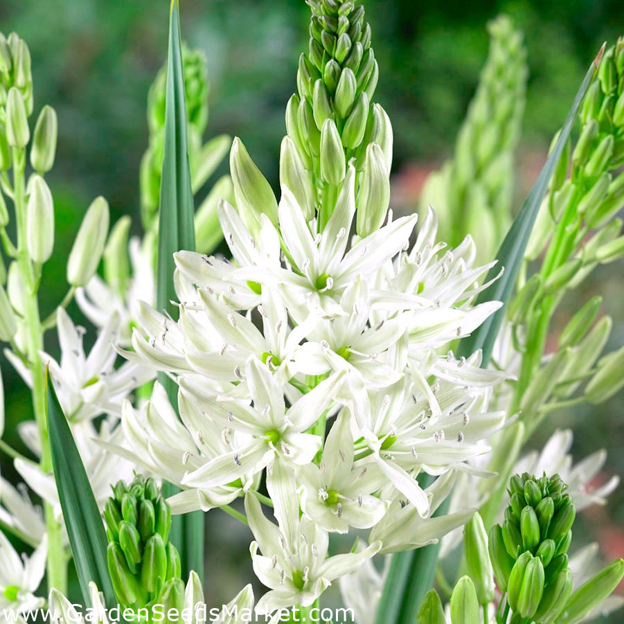 Camassia alba - 2 ampul – Garden Seeds Market | Ücretsiz kargo