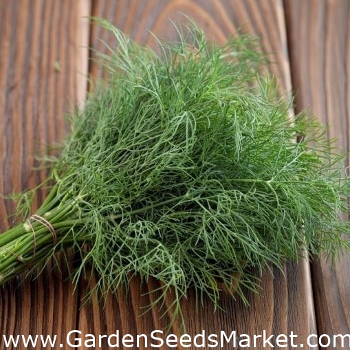 Aedtill - BIO - Anethum graveolens L. - seemned – Garden Seeds Market |  Tasuta saatmine