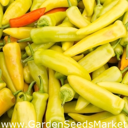 Maďarská vosková paprika - Capsicum annuum - 70 semen - Capsicum L. -  semena – Garden Seeds Market | Doprava zdarma