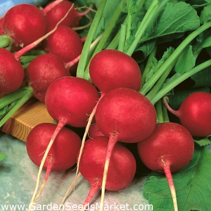 Punane redis - 5 köögiviljataimede sortide seemned - – Garden Seeds Market  | Tasuta saatmine