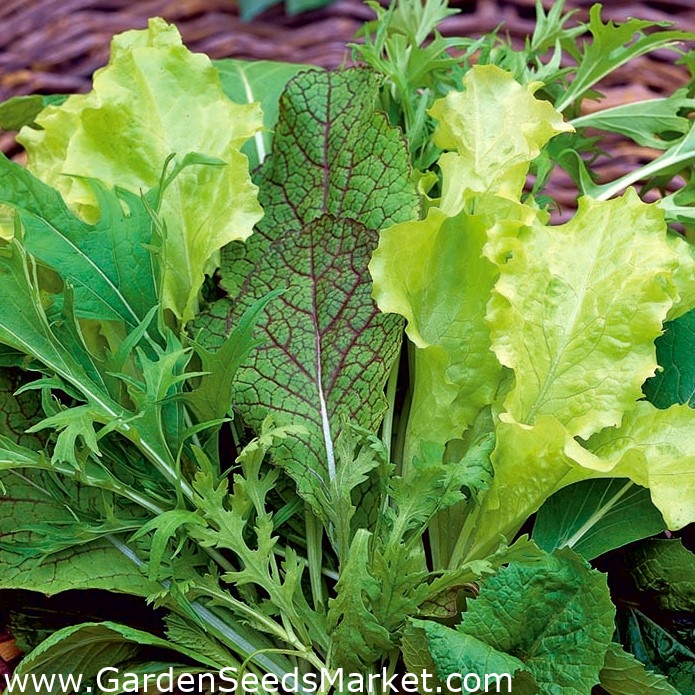 Rask orientalsk salat - - frø – Garden Seeds Market | Gratis frakt