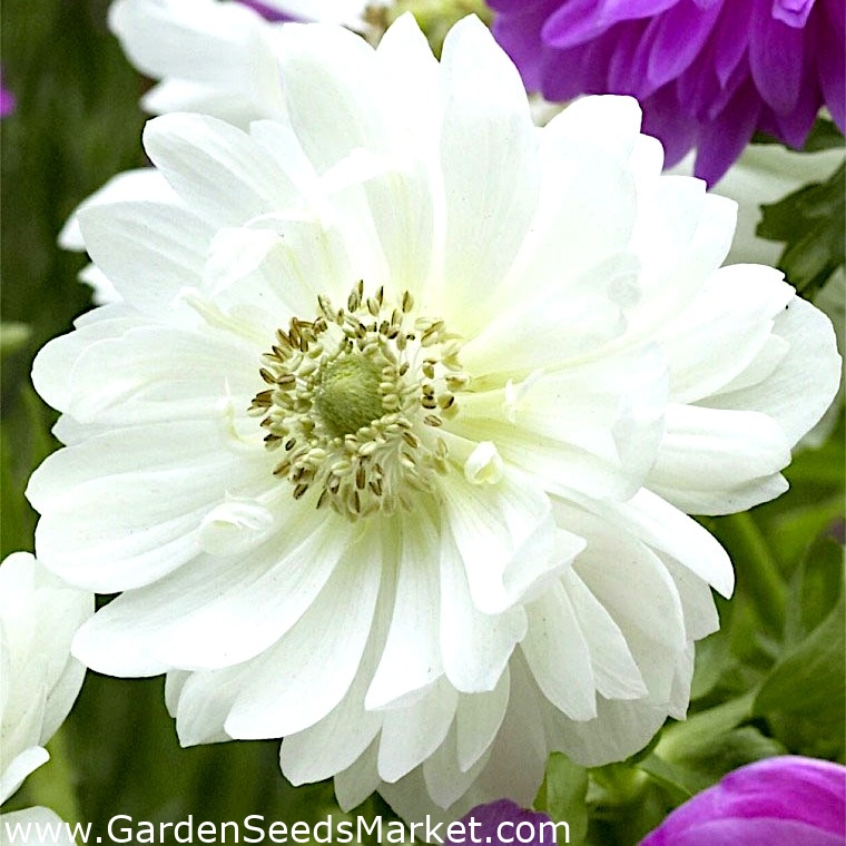 Dvojna vetrnica - Mount Everest - 40 kosov; mak anemona, navadni cvet - –  Garden Seeds Market | Brezplačna dostava