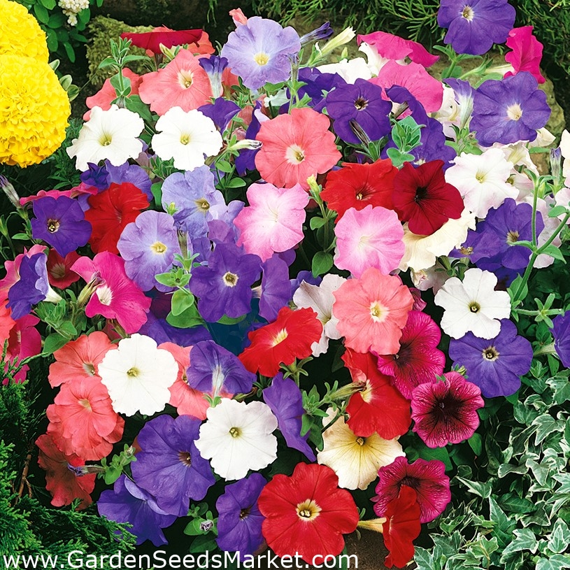 Pétunia híbrido - variada - 800 semillas - Petunia x hybrida pendula –  Garden Seeds Market | Envío gratis