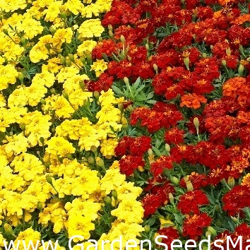 フレンチマリーゴールド ブラウン イエロー 2種類の種のセット シーズ Garden Seeds Market 送料無料