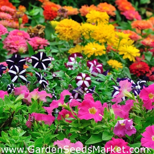 Zinnia enana + petunias - conjunto de semillas - – Garden Seeds Market |  Envío gratis