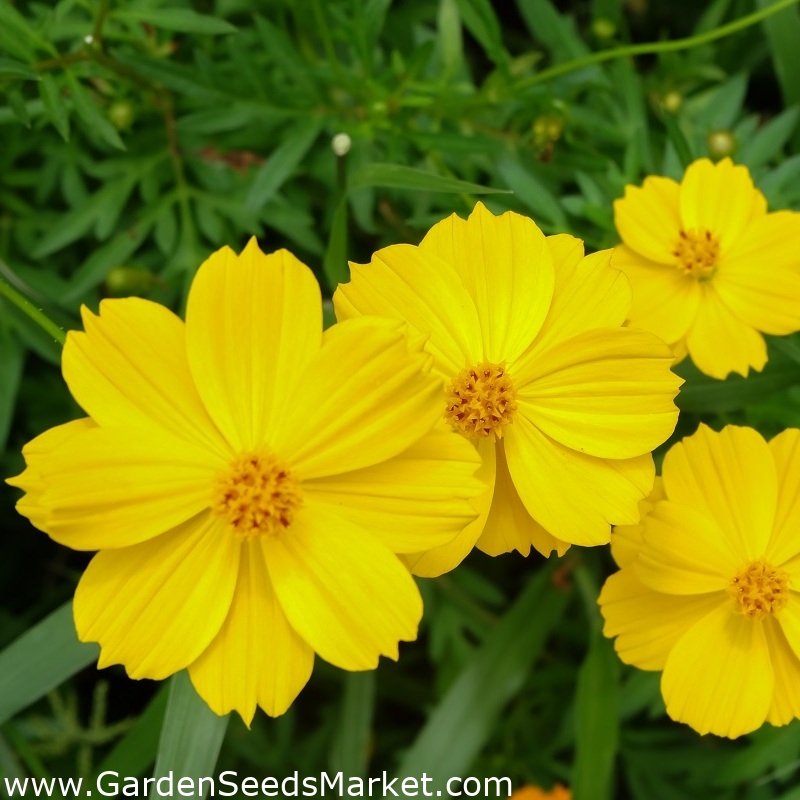 Cosmos bipinnatus - jaune - Cosmos bipinnatus - graines – Garden Seeds  Market | Livraison gratuite