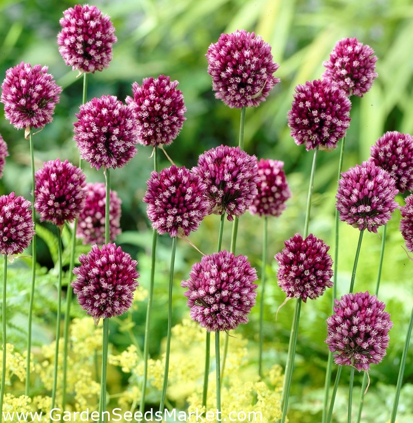 Runde purre - Allium rotundum - 3 stk; lilla-blomstret hvitløk – Garden  Seeds Market | Gratis frakt