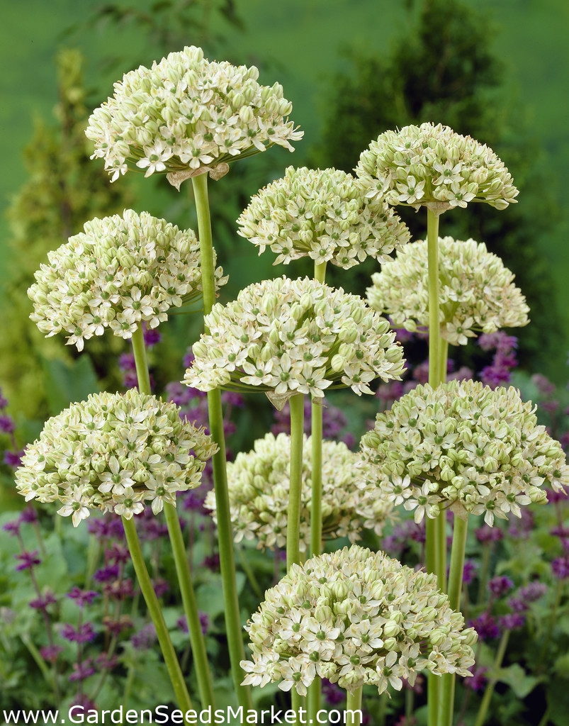 黒ニンニクニグルム 3個 広葉ネギ 広葉ニンニク Garden Seeds Market 送料無料