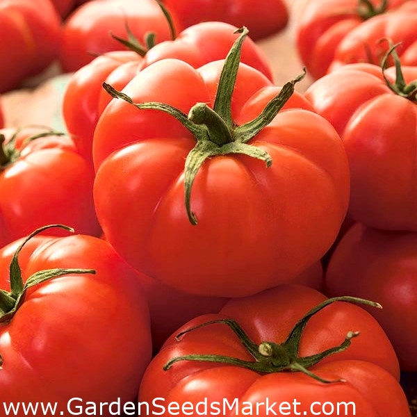 שדה עגבניה גמד 'יטרוש' - מגוון מוקדם, פרודוקטיבי מאוד, מושלם עבור מיץ -  Lycopersicon esculentum - Jutrosz - זרעים – Garden Seeds Market | משלוח חינם