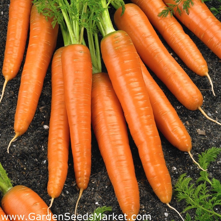 Sárgarépa - First Harvest - 50 gramm - 42500 magok - Daucus carota ssp.  sativus – Garden Seeds Market | Ingyenes szállítás