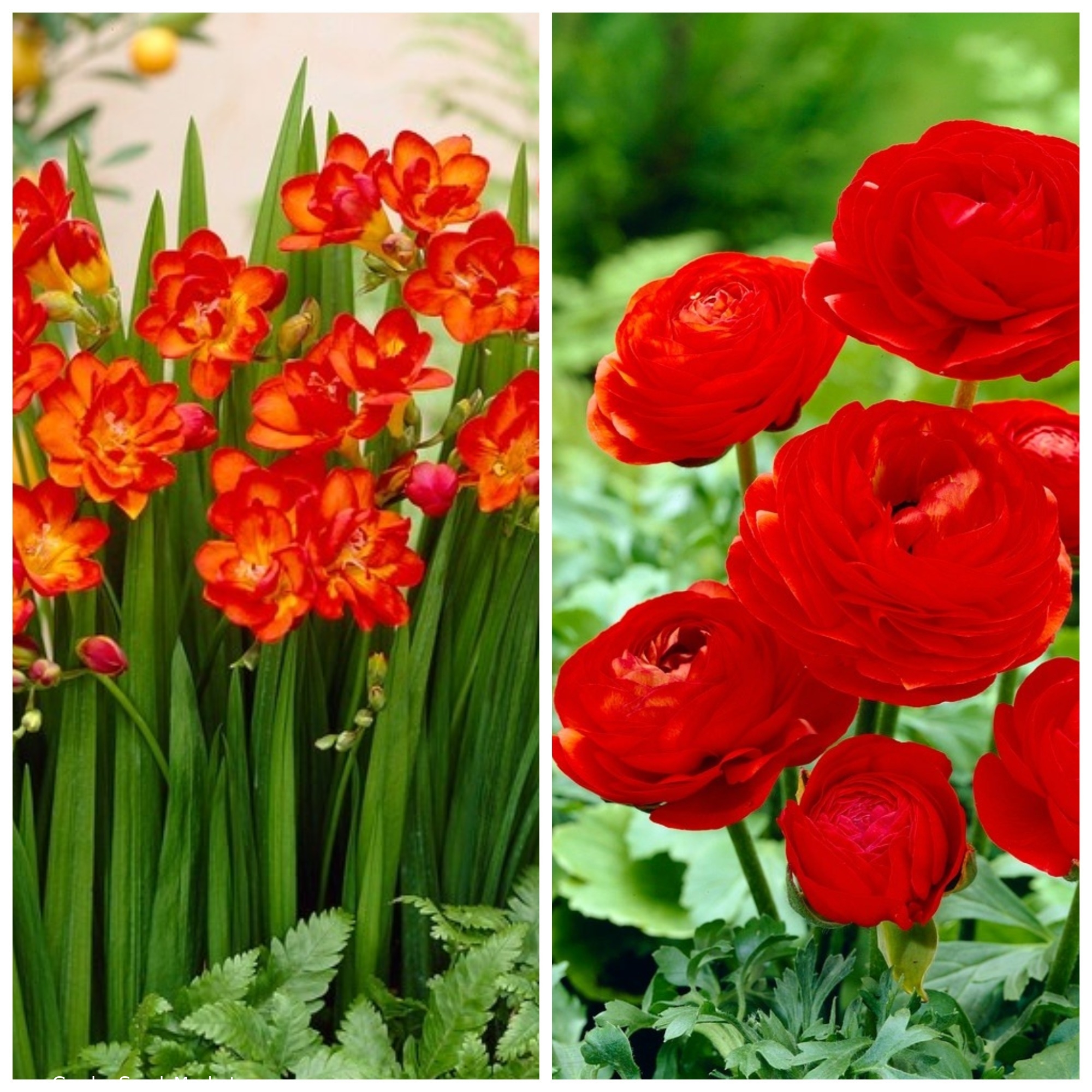 Rdeča harmonija - set dveh rdečih cvetočih rastlinskih vrst - 100 kosov. -  – Garden Seeds Market | Brezplačna dostava