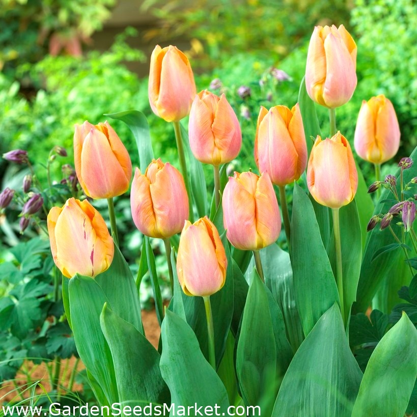 ピンクオレンジチューリップ サーモン 大パック 50個 Garden Seeds Market 送料無料