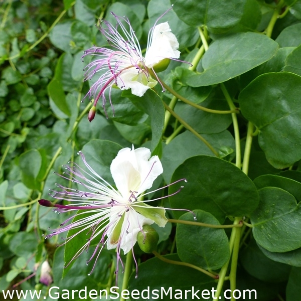 Kapers - Capparis spinosa - frø – Garden Seeds Market | Gratis fragt