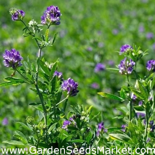 Alfalfa "Gea" - 1 kg; lucerna - Medicago sativa - semená – Garden Seeds  Market | Doprava zdarma
