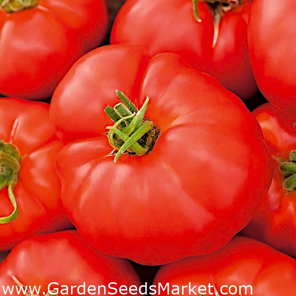 Tomate - Buffalosteak F1 - 10 semillas - Lycopersicon esculentum Mill –  Garden Seeds Market | Envío gratis