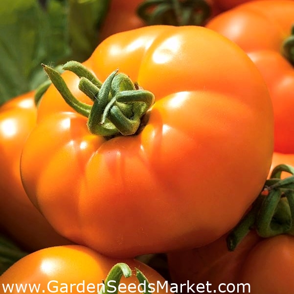 Tomato "Orange Wellington" orange, greenhouse variety Garden Seeds