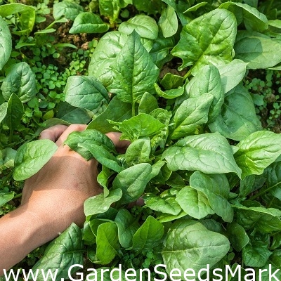 תרד 'חורף ענק' - 500 גרם - Spinacia oleracea - זרעים – Garden Seeds Market  | משלוח חינם