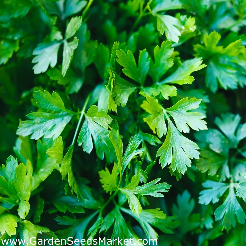 Algo De Plantas: Perejil, Perejil Rizado, Petroselinum Hortense