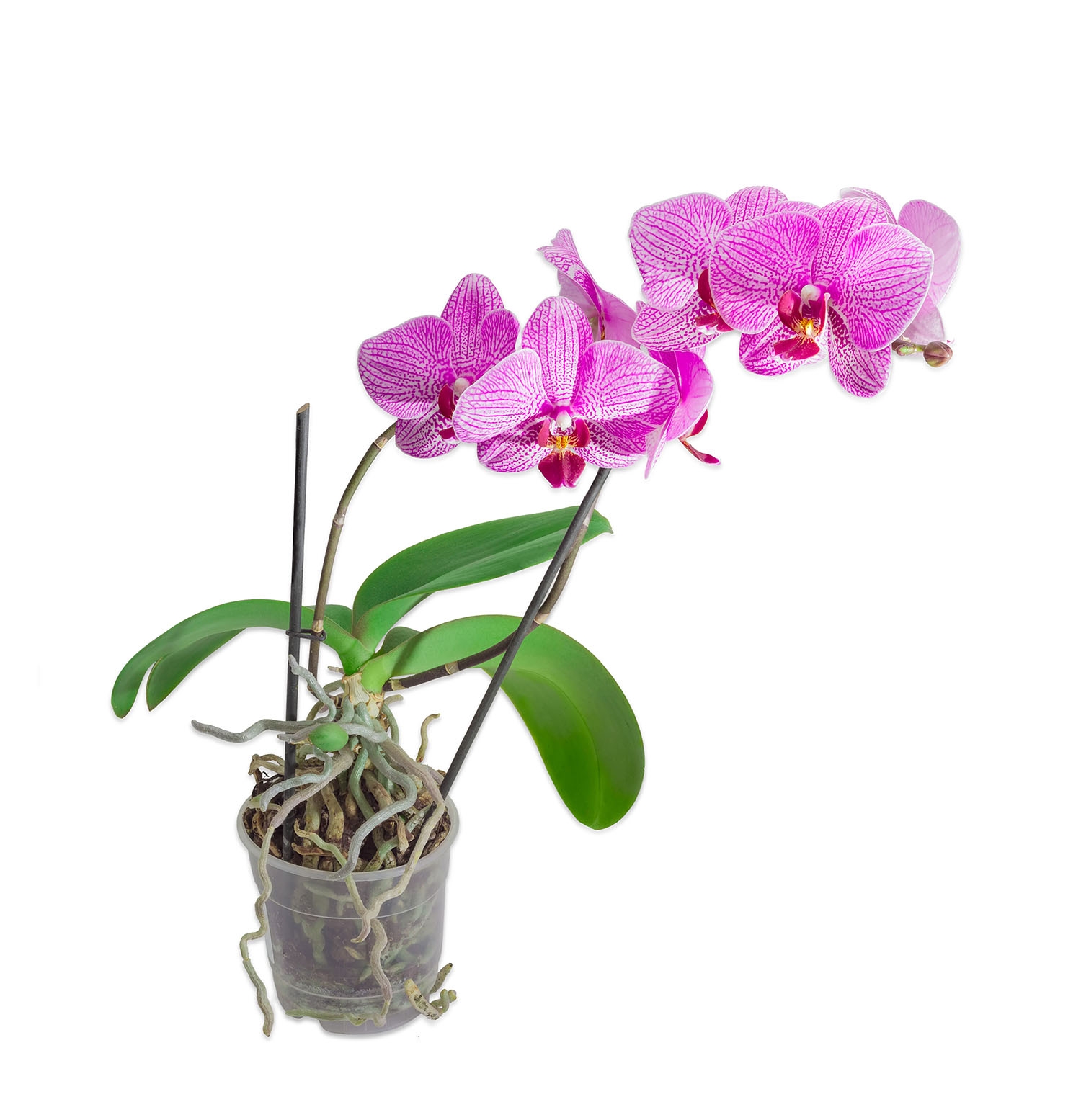 Transparent "Amazone" orkidékruka - ø 19 cm - – Garden Seeds Market |  Gratis frakt
