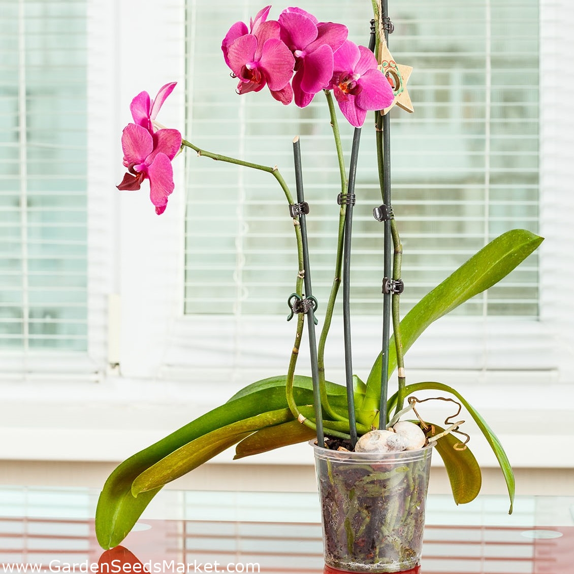 Vaso per orchidee "Amazone" trasparente - ø 12 cm - – Garden Seeds Market |  Spedizione gratuita