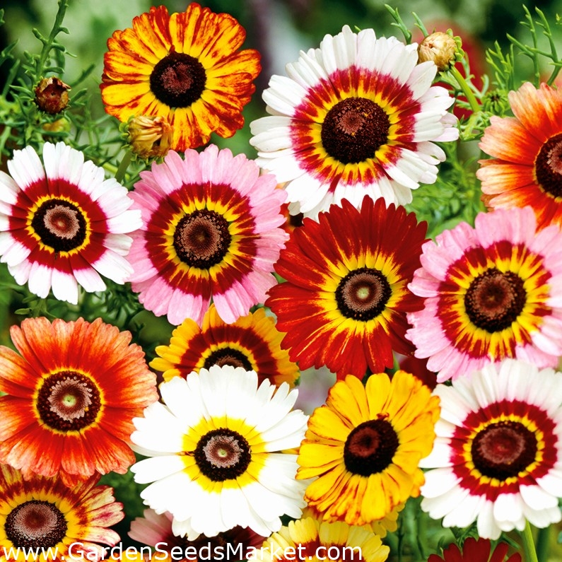 رسمت بذور ديزي الالوان الثلاثة مزيج - أقحوان carinatum - 750 بذور -  Chrysanthemum carinatum - ابذرة – Garden Seeds Market | الشحن مجانا
