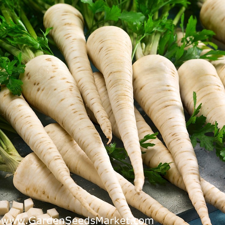 Parsley "Lenka" aromatic flesh SEED TAPE 300 seeds Garden Seeds