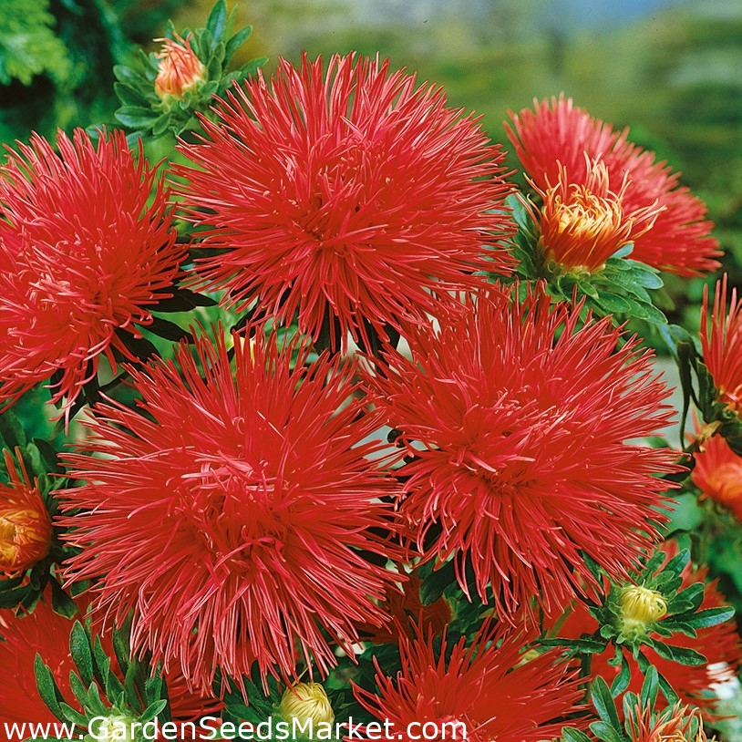 Plantes monochromes - sélection de quatre variétés de plantes à fleurs ...