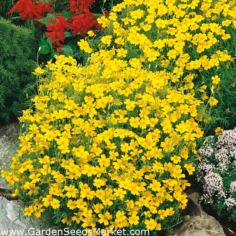 Signet marigold Lulu - lemon; golden marigold – Garden Seeds